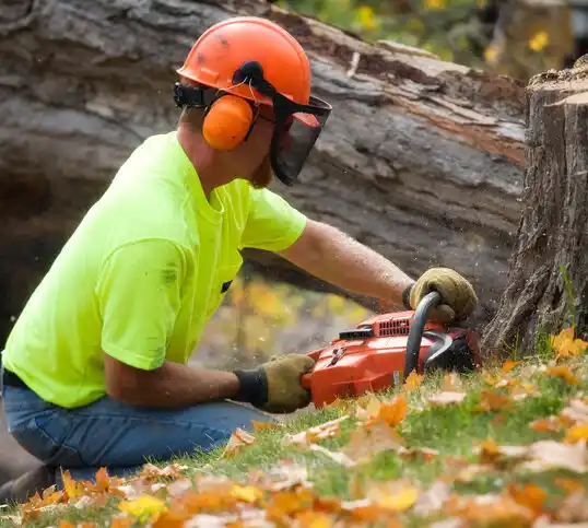 tree services Comstock Park